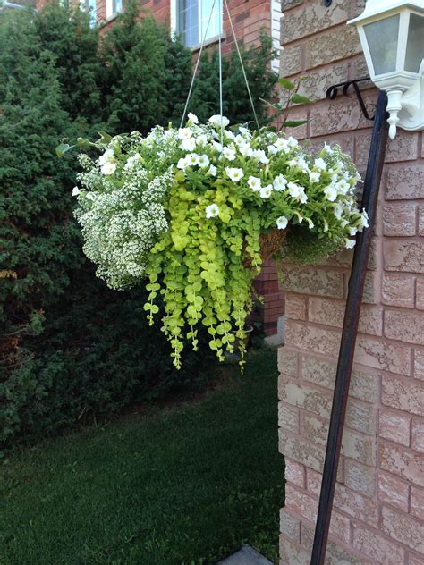 plants that hang down outdoor